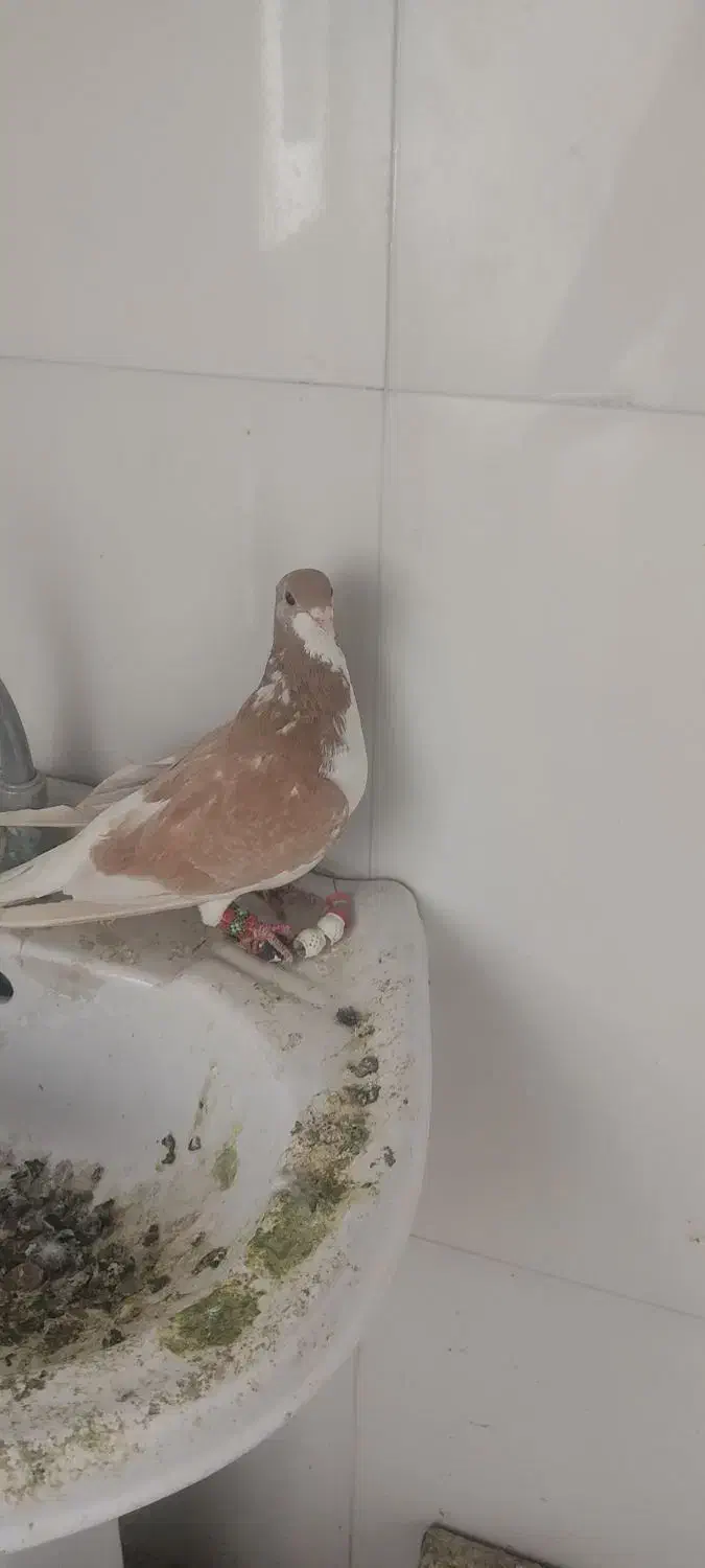 کفتر شهری|پرنده|شیراز, قلات|دیوار