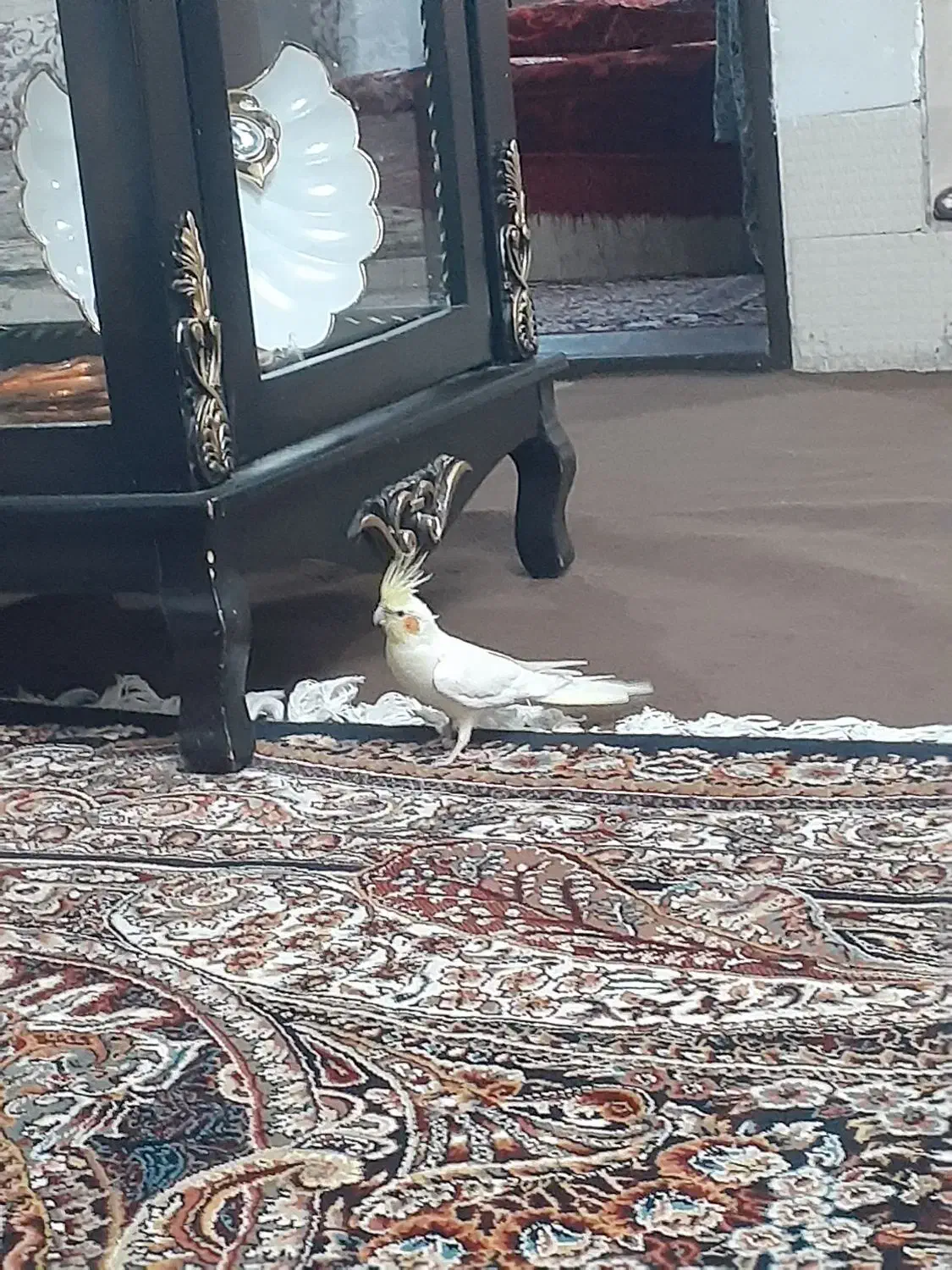 عروس هلندی سخنگو|پرنده|بیرجند, |دیوار