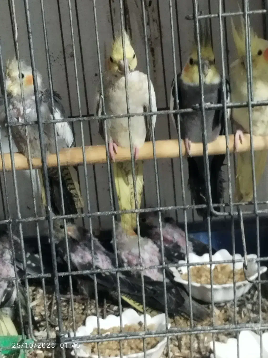 جوجه عروس هلندی|پرنده|لنگرود, |دیوار