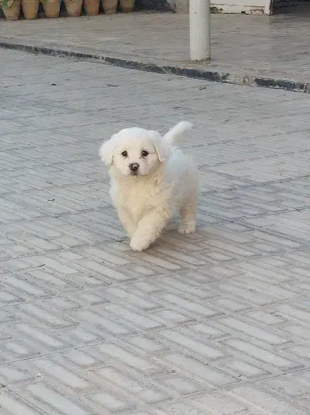 توله سگ فوقلاده زیبا|سگ|شیراز, شهرک فرهنگیان|دیوار