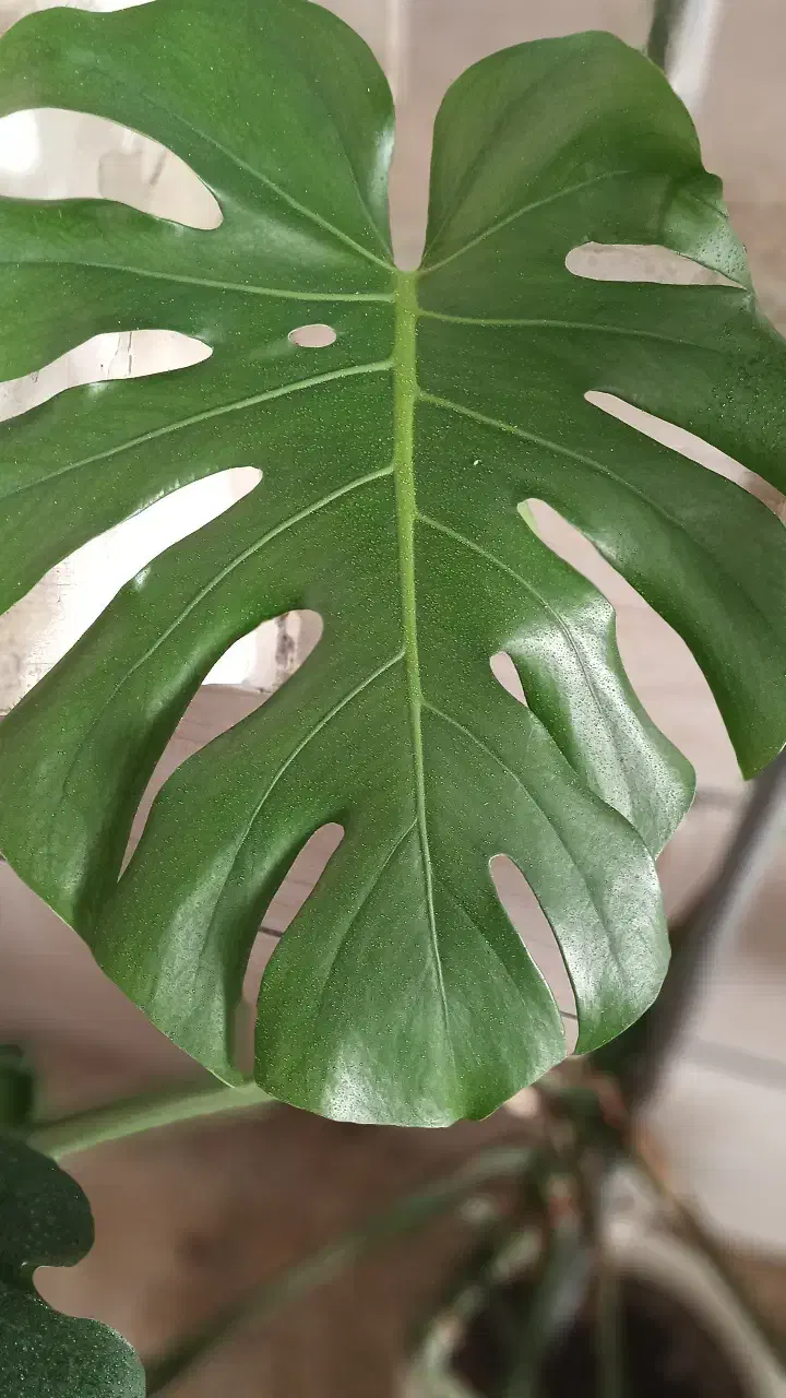 مانسترا کینگ. سبز|گل و گیاه طبیعی|محمدیه-قزوین, |دیوار