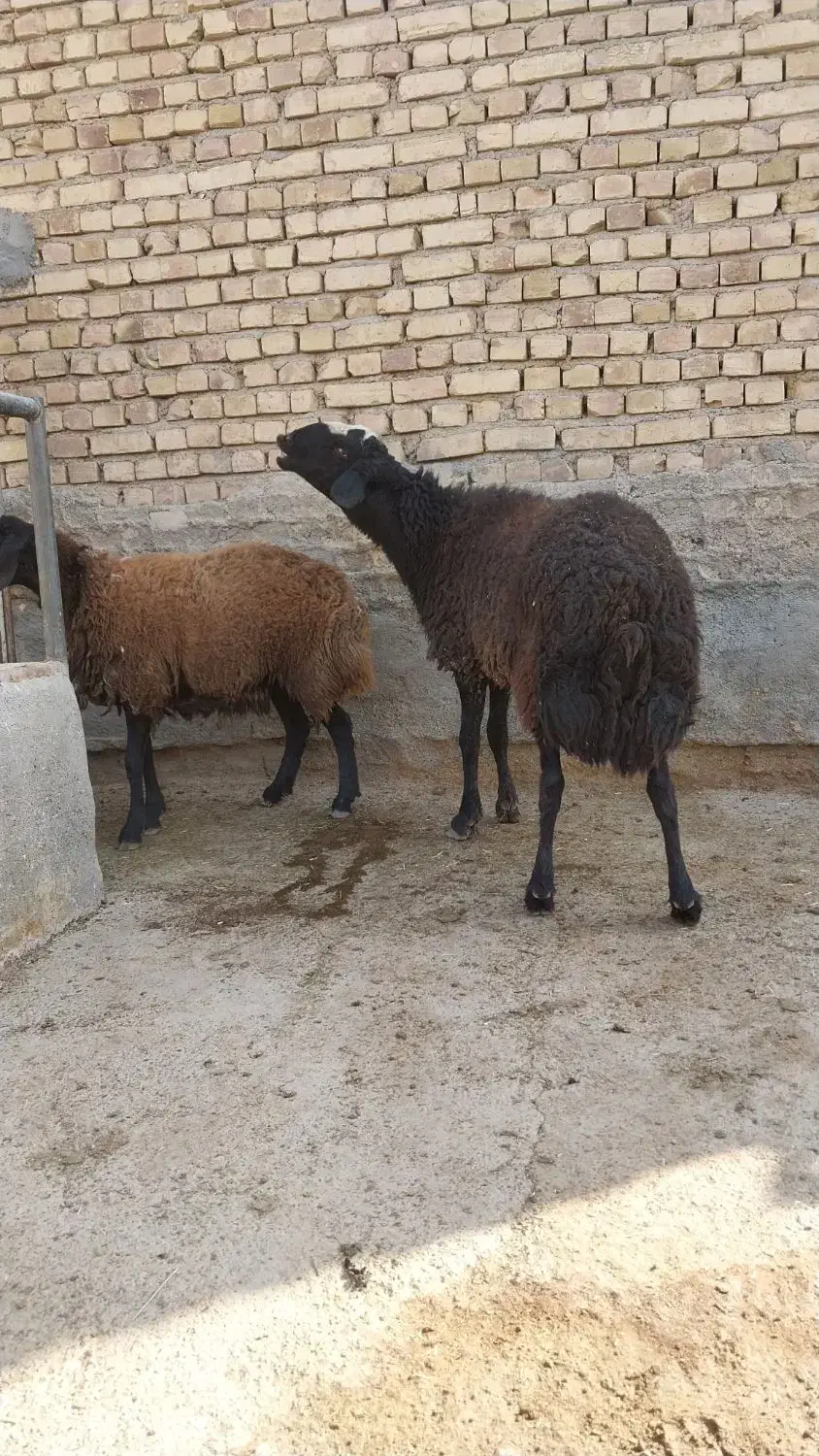 فروشی|حیوانات مزرعه|رامند, |دیوار