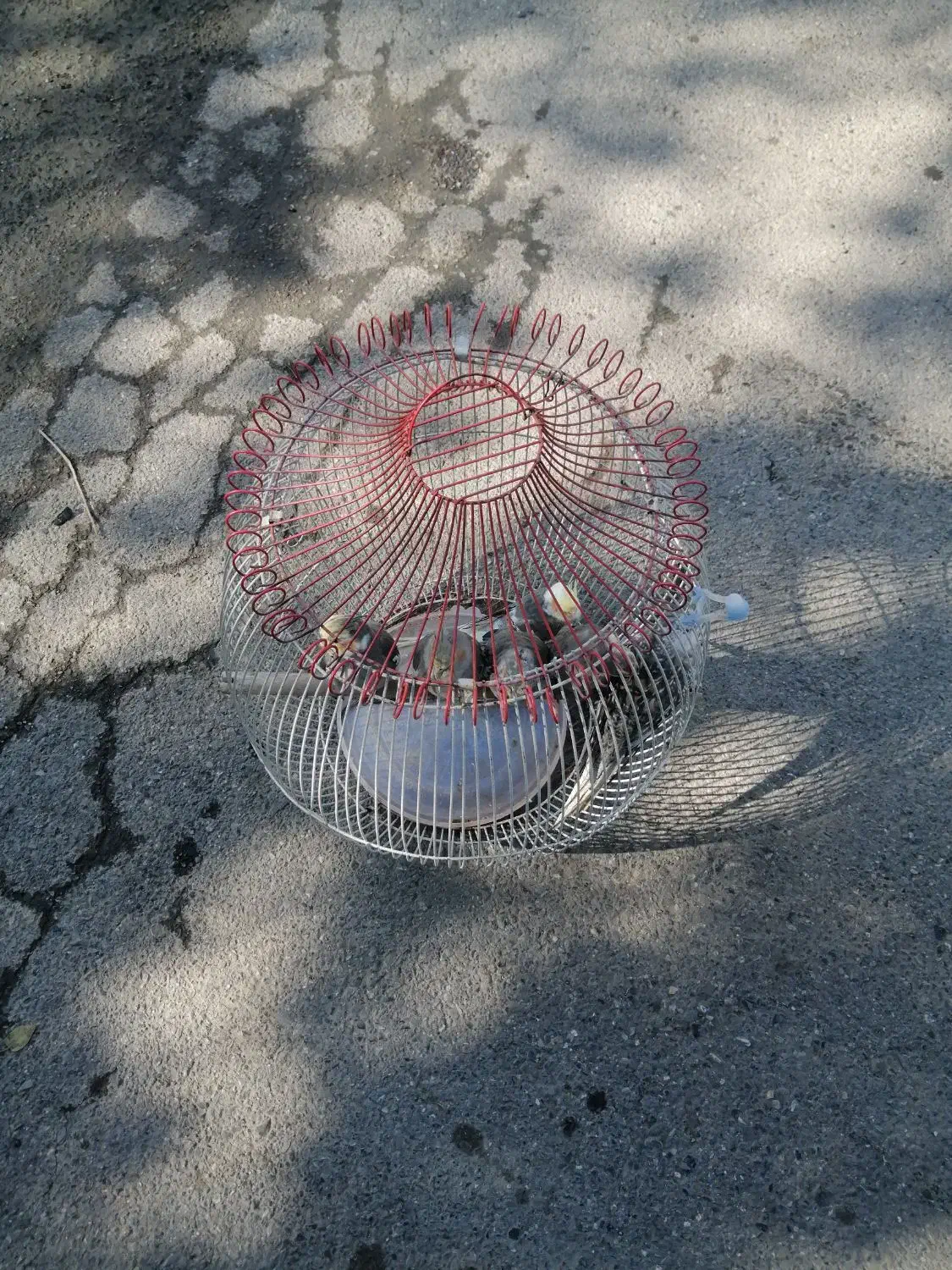 عروس هلندی گم شده یابنده مژدگانی400|حیوانات|گرگان, |دیوار