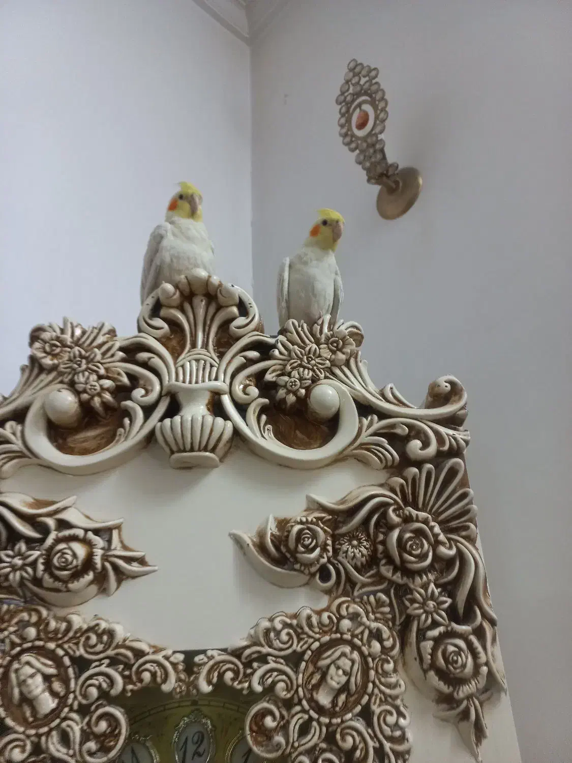 عروس هلندی دستی وسخن گو|پرنده|قم, زاویه|دیوار