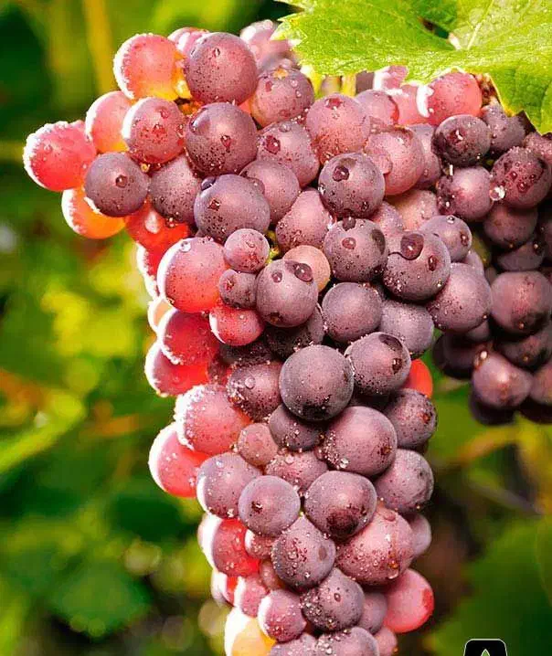 نهالستان ارقام اقتصادی پربار و شناسنامه‌دار پالیز|خدمات باغبانی و درختکاری|مراغه, |دیوار