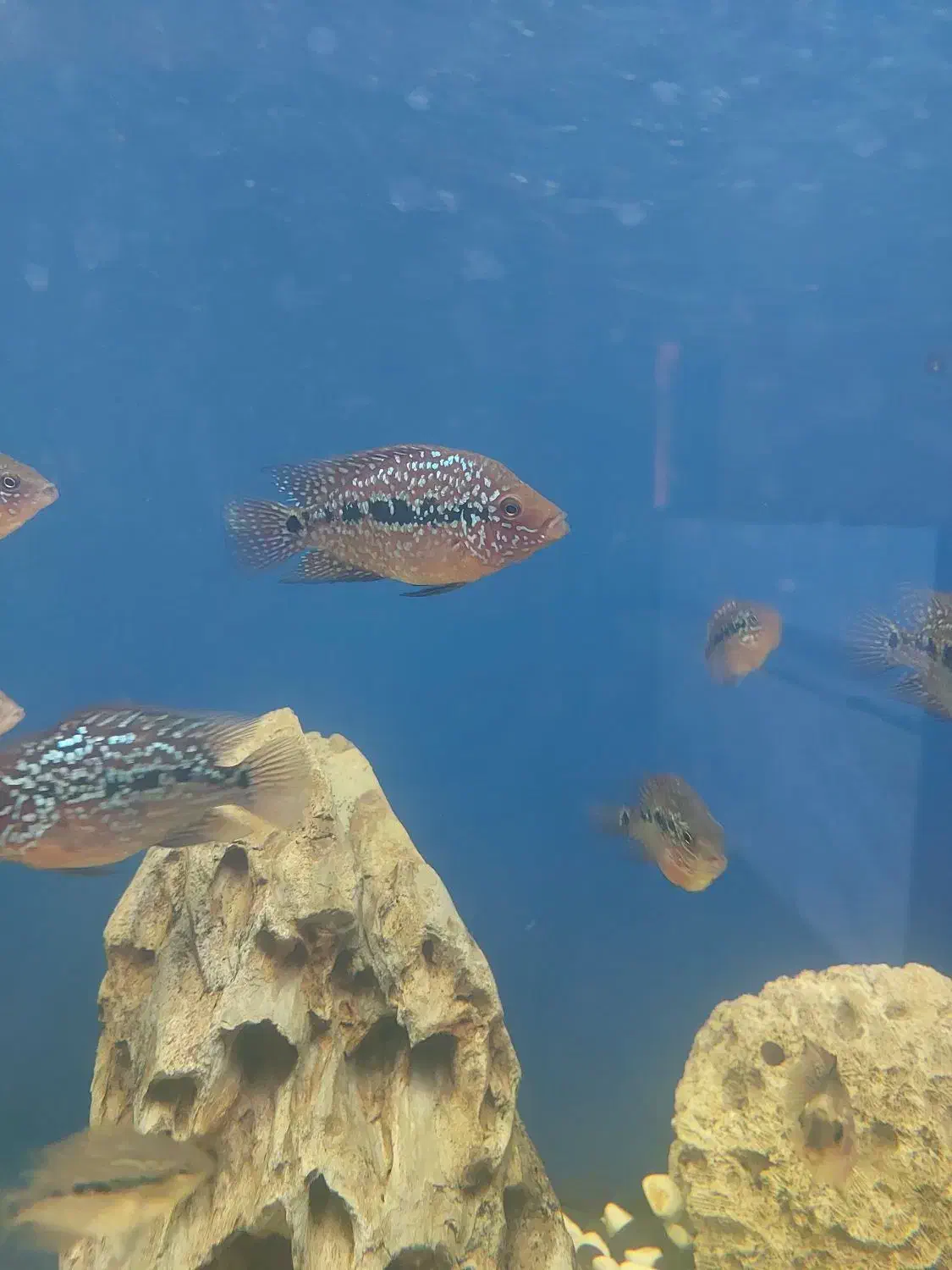 جوجه فلاور کامفا پرخط و خال|ماهی|کرج, گلشهر|دیوار