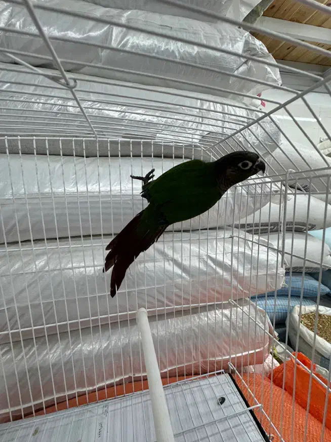 گرینچیک|پرنده|رشت, یخسازی|دیوار