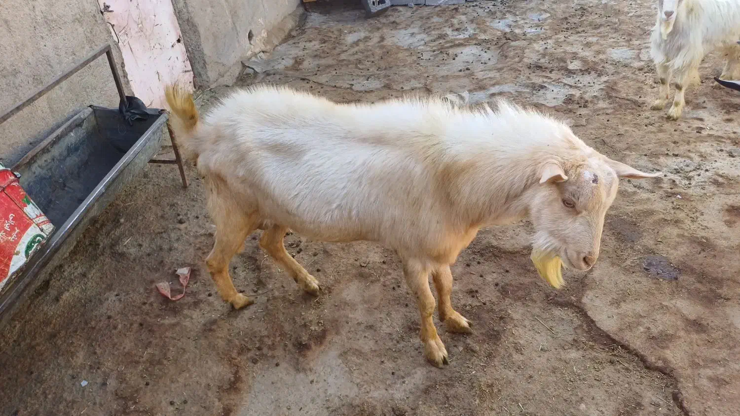 نربز سانن|حیوانات مزرعه|بلبان آباد, |دیوار