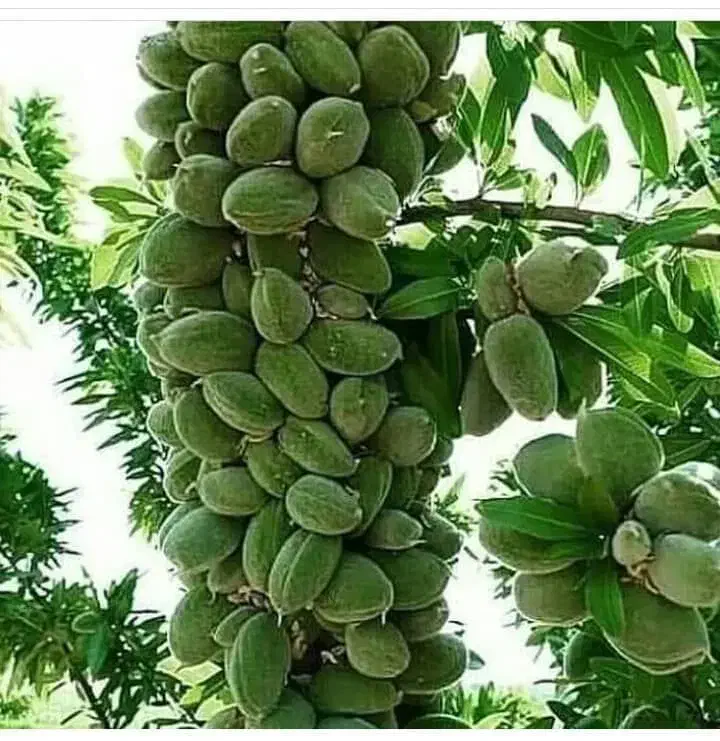 فروش نهال های پاکوتاه اصلاح شده|خدمات باغبانی و درختکاری|ملکان, |دیوار