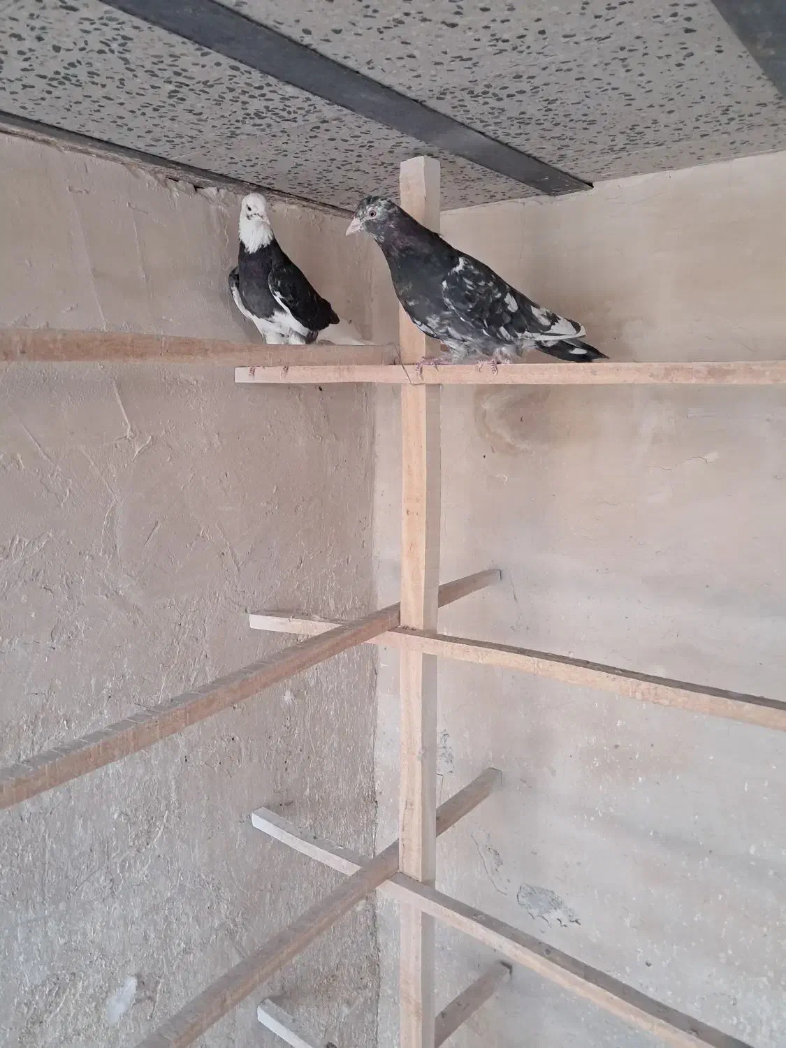 کفتر پرشی|پرنده|قم, بکایی|دیوار