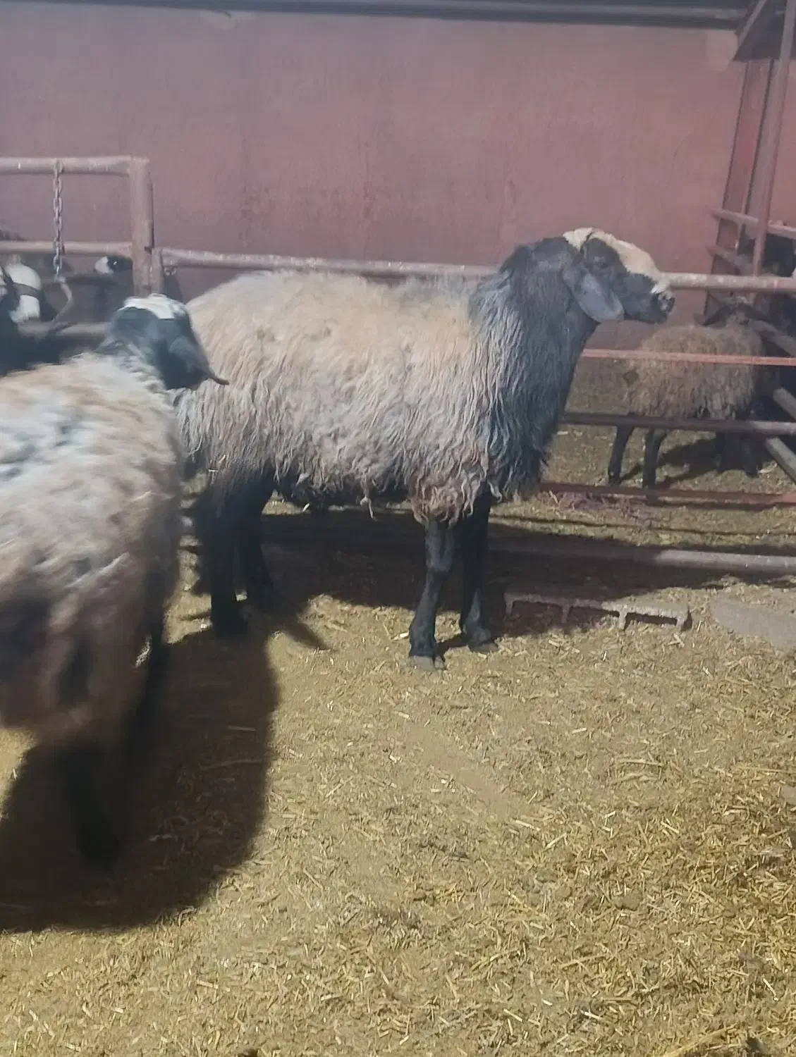 قوچ شال اسیل|حیوانات مزرعه|اقبالیه, |دیوار