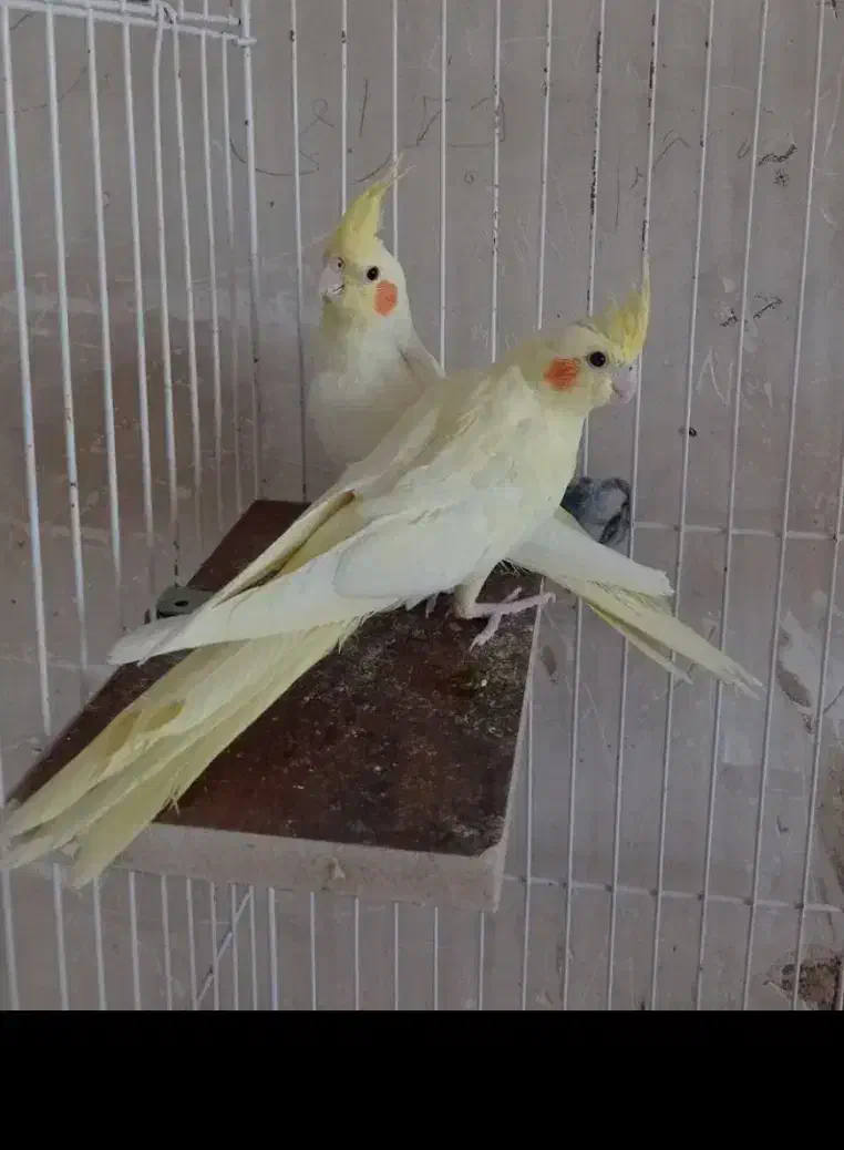 جفت عروس هلندی لوتینو رام معاوضه با قناری گیرینچیک|پرنده|خمینیشهر, |دیوار