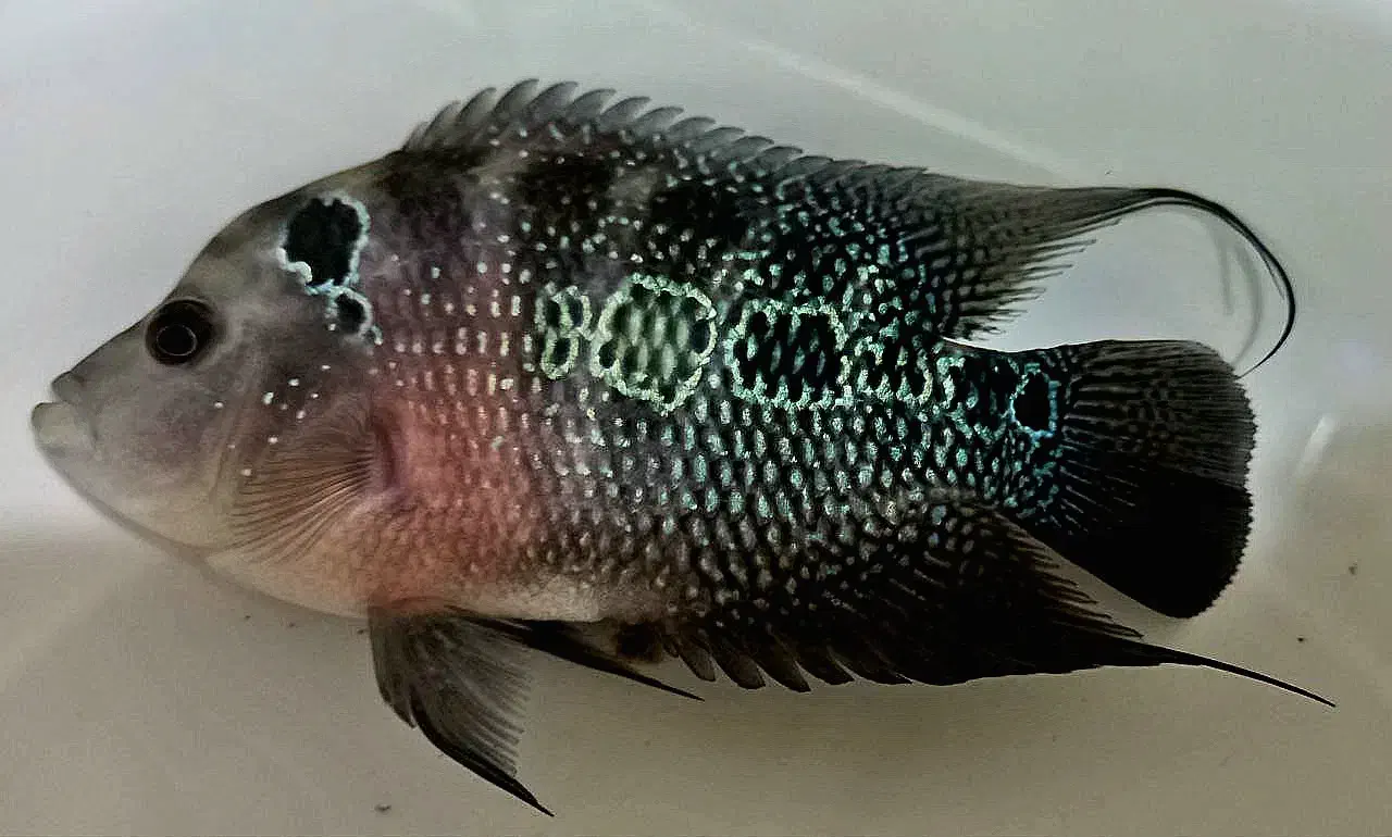 فلاور هورن|ماهی|تبریز, |دیوار