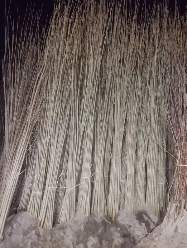 نهال با کیفیت واقعی نهال صنوبر سفید رقم های خاص|خدمات باغبانی و درختکاری|خرم‌آباد, |دیوار