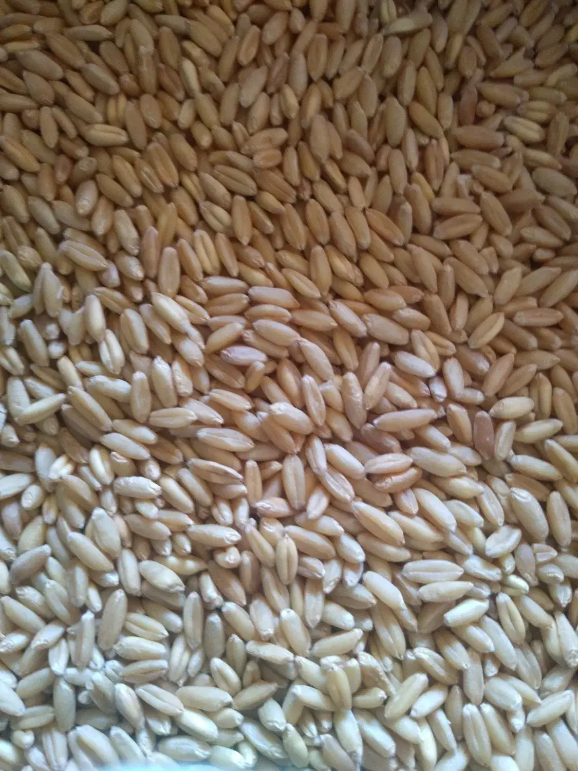 بذر گندم چاق و درجه یک|خدمات باغبانی و درختکاری|دیواندره, |دیوار