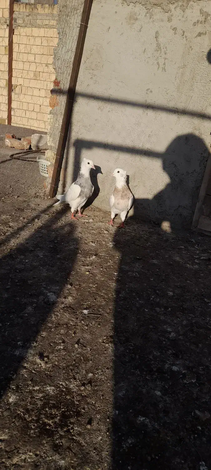 فروشی|پرنده|اردبیل, |دیوار