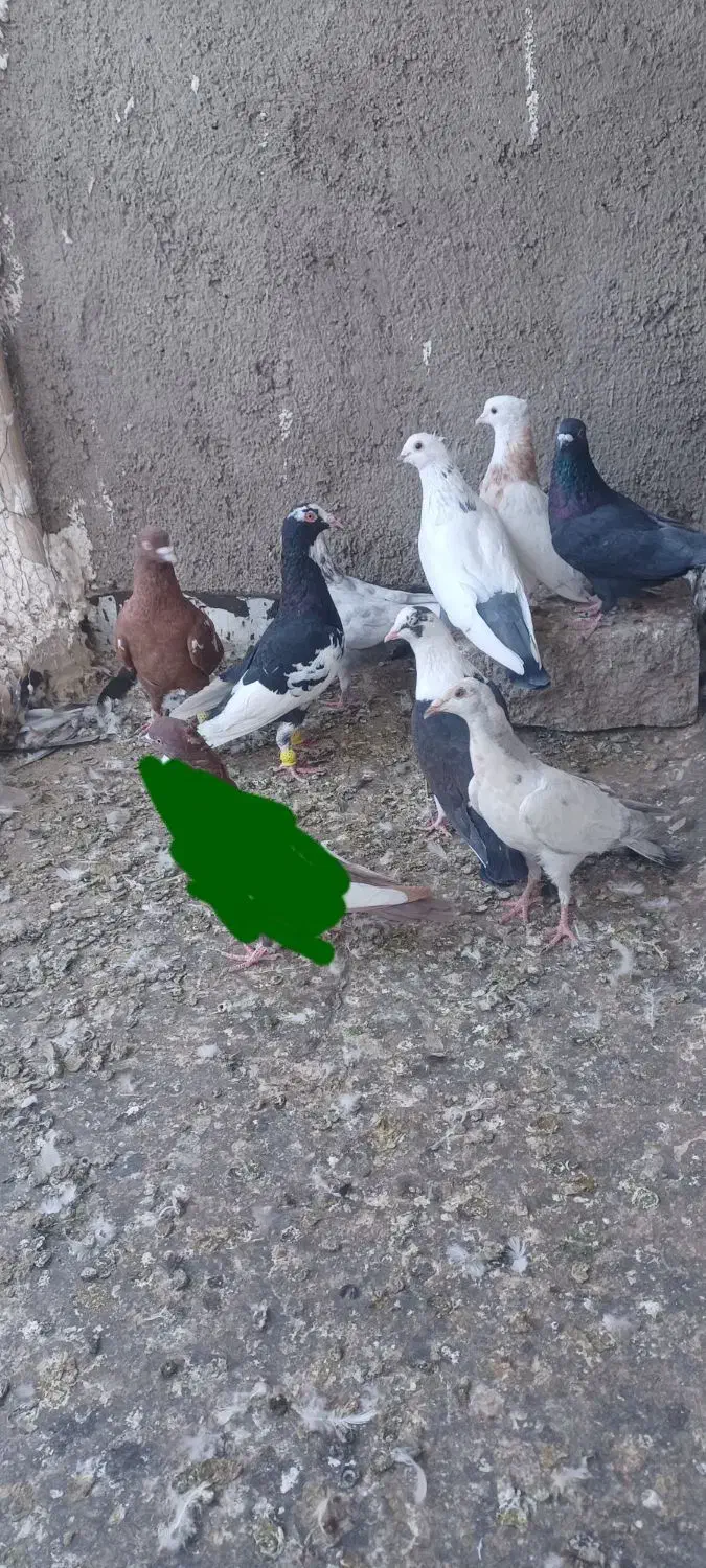 کبوترنر|پرنده|اقبالیه, |دیوار