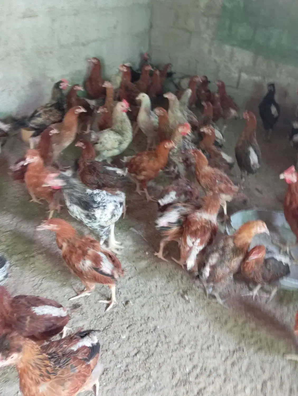 مرغ  تخمگذار|حیوانات مزرعه|بمانی, |دیوار