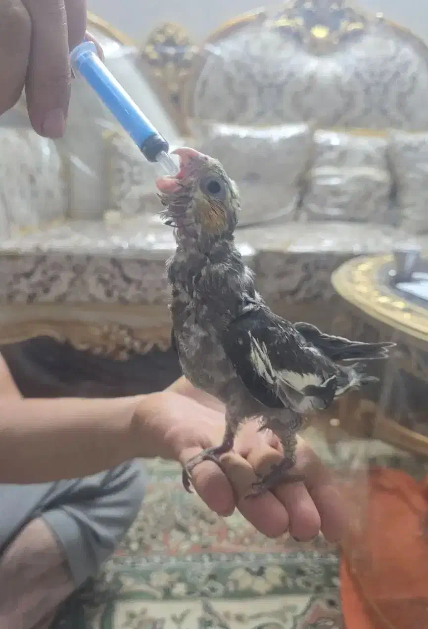 جوجه عروس هلندی|پرنده|تهران, یافت‌آباد|دیوار