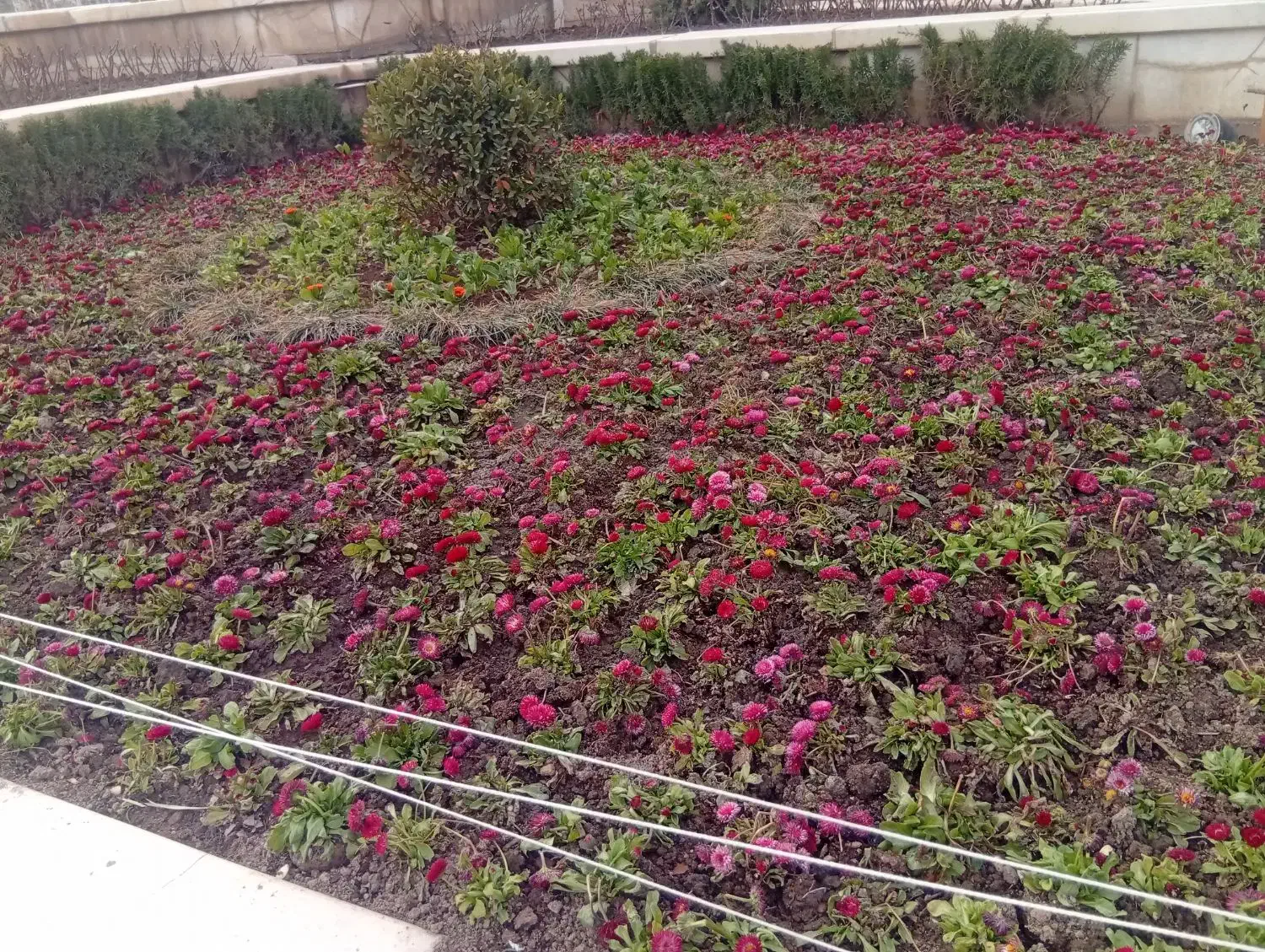 کار فضای سبز|فعالیت داوطلبانه|طرقبه, |دیوار