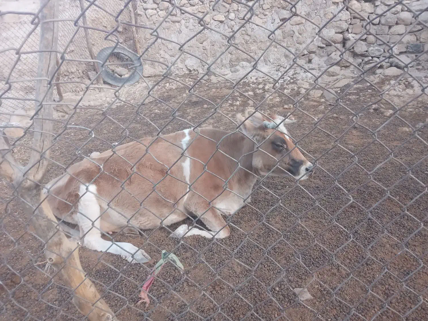 گاو شیری برا فروش|حیوانات مزرعه|لالی, |دیوار