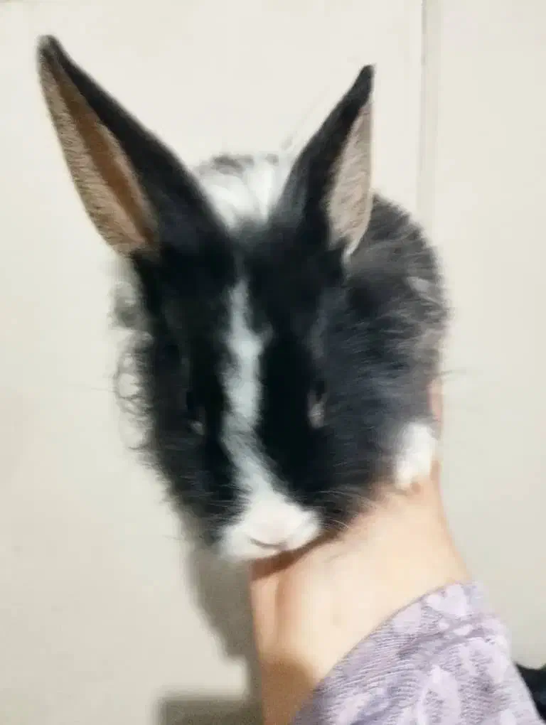 بچه خرگوش های دو رگه|موش و خرگوش|قوچان, |دیوار