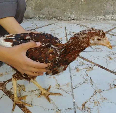 مرغ|حیوانات مزرعه|زاهدان, |دیوار