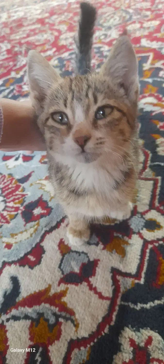 واگذاری رایگان گربه|گربه|جوین, |دیوار