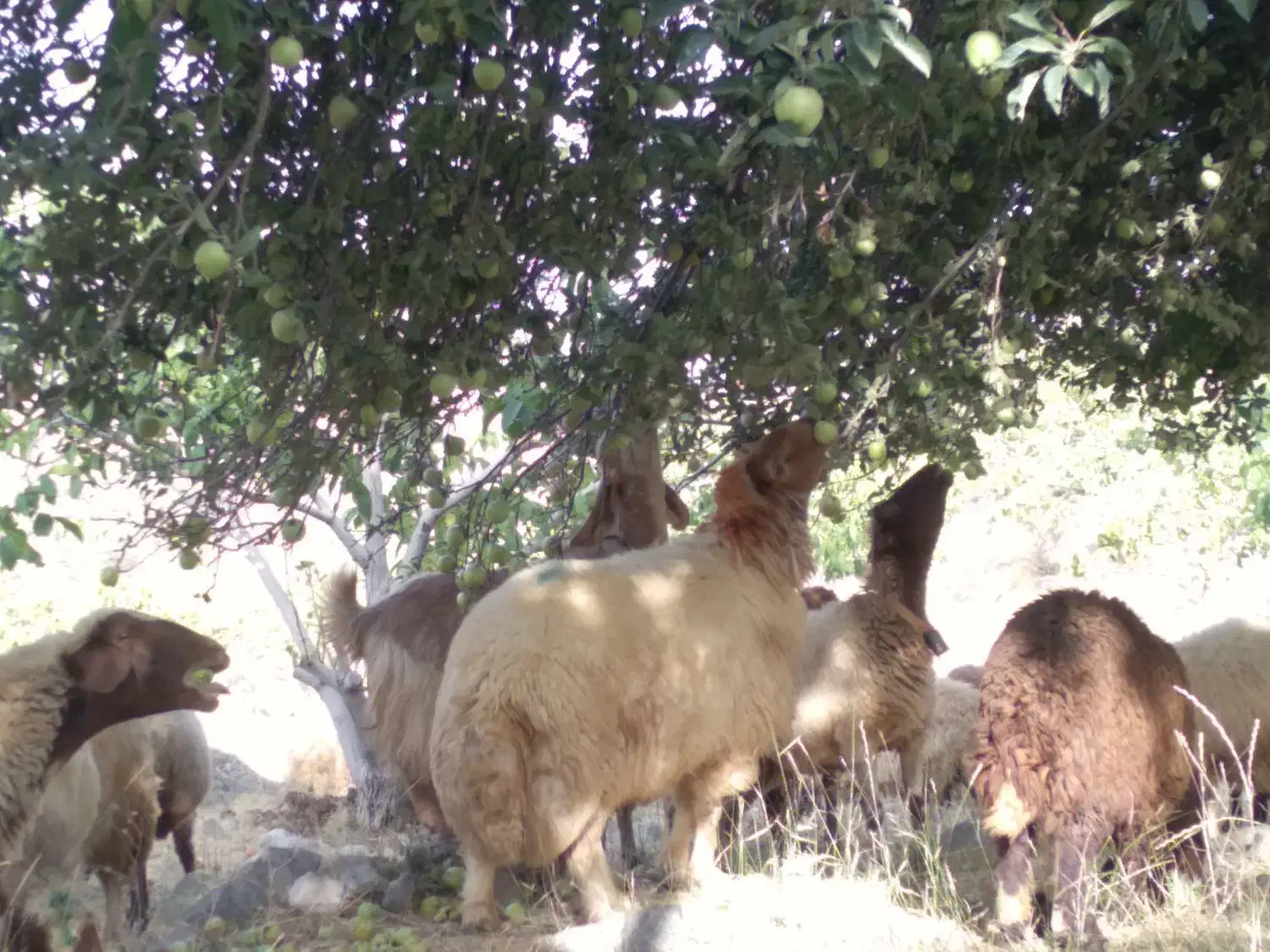 گوسفند . بره . بز . قوچ کردی ناب ناب|حیوانات مزرعه|اندیمشک, |دیوار