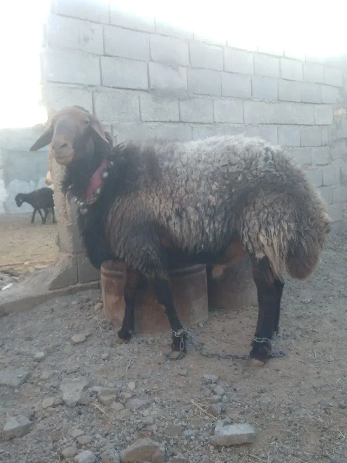 بره قوچ|حیوانات مزرعه|فردوس (خراسان), |دیوار