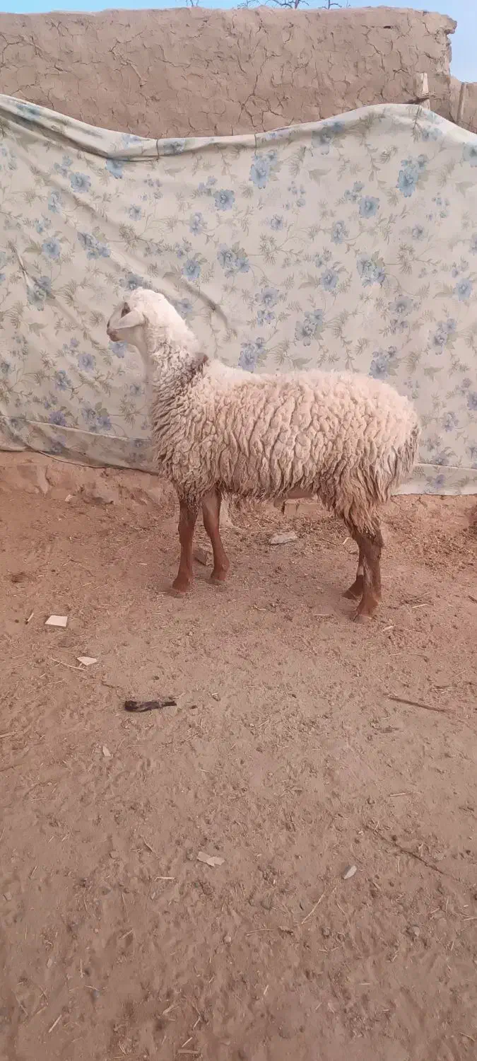 بره قوچی وتقلی|حیوانات مزرعه|بیرجند, |دیوار