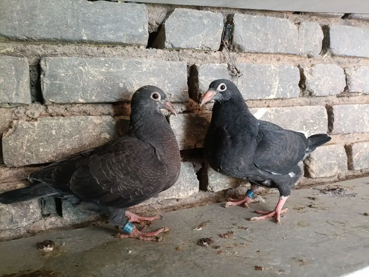 پلاکی|پرنده|یزد, |دیوار