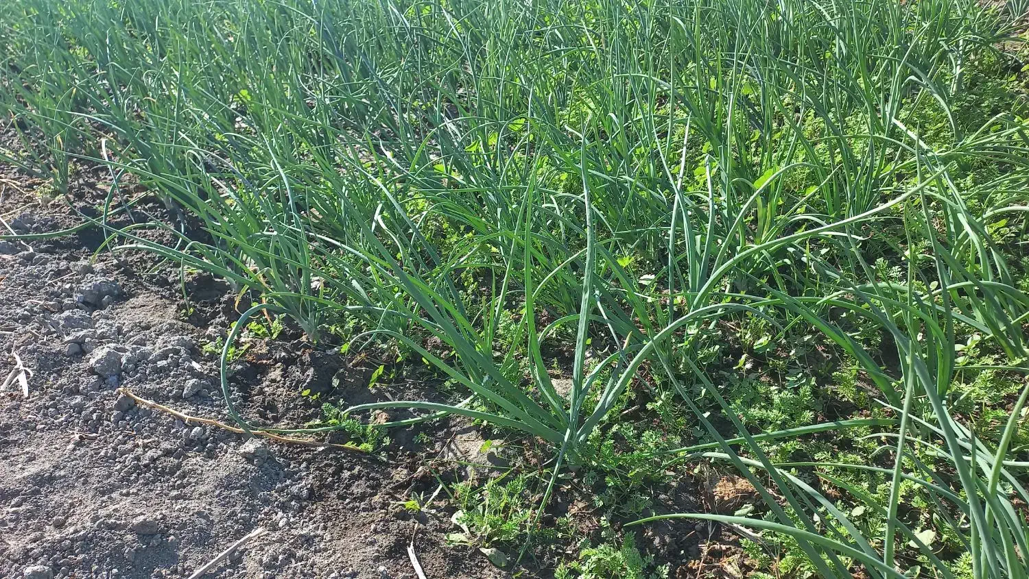 ترپیاز|گل و گیاه طبیعی|رامهرمز, |دیوار