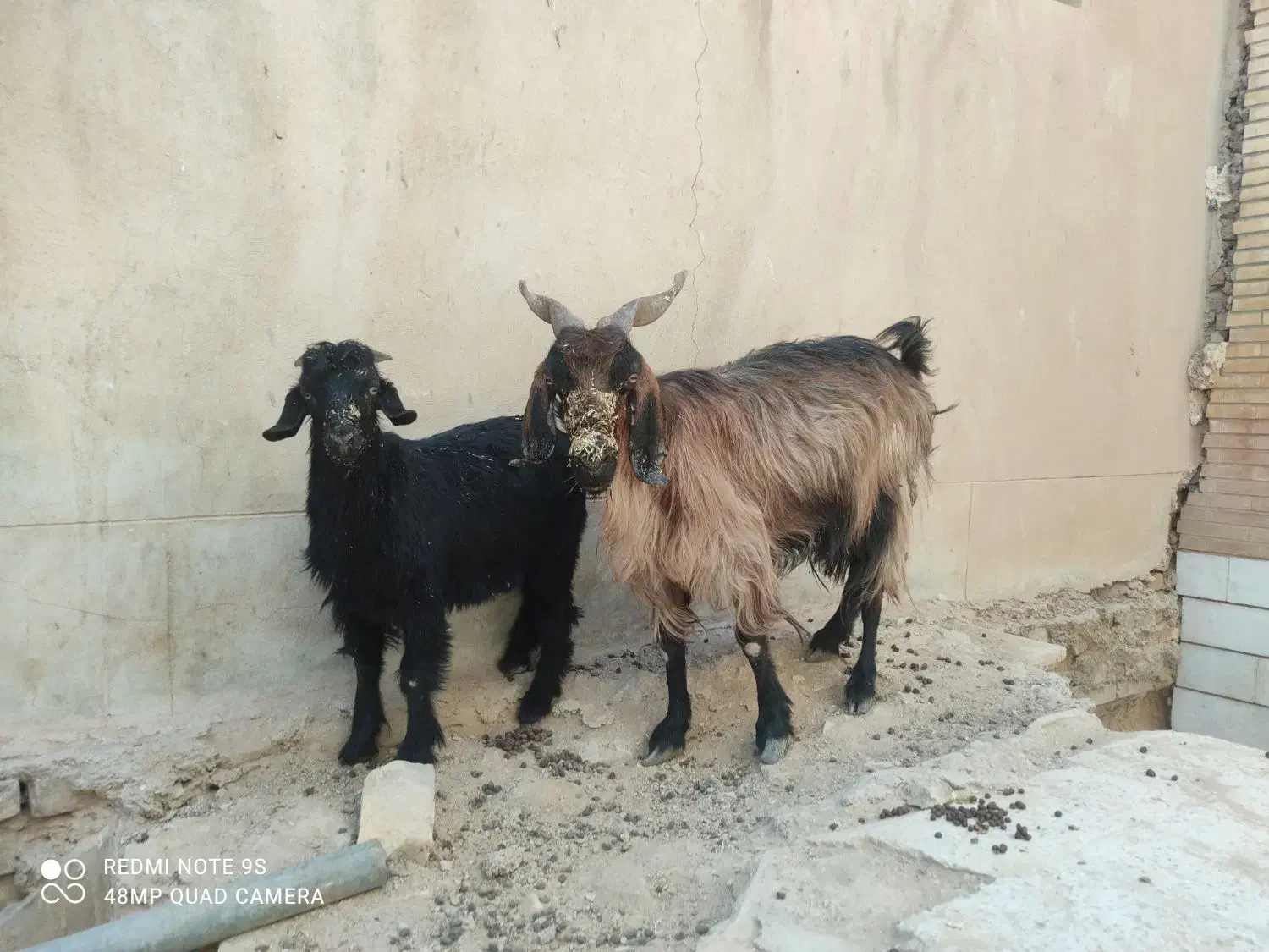 بز و کره و چپیش|حیوانات مزرعه|میبد, |دیوار