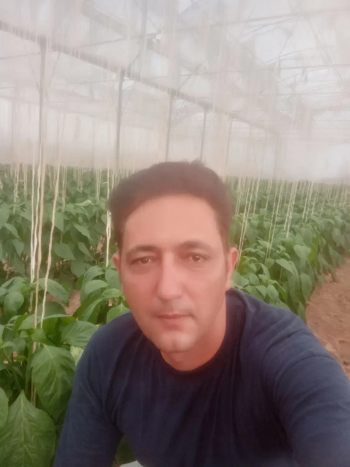 زمین گلخانه‌ای باپروانه|فروش دفتر صنعتی، کشاورزی، تجاری|دهاقان, |دیوار