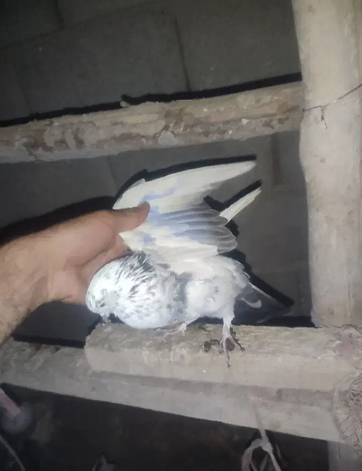 کبوتر گمشده|پرنده|سراب, |دیوار