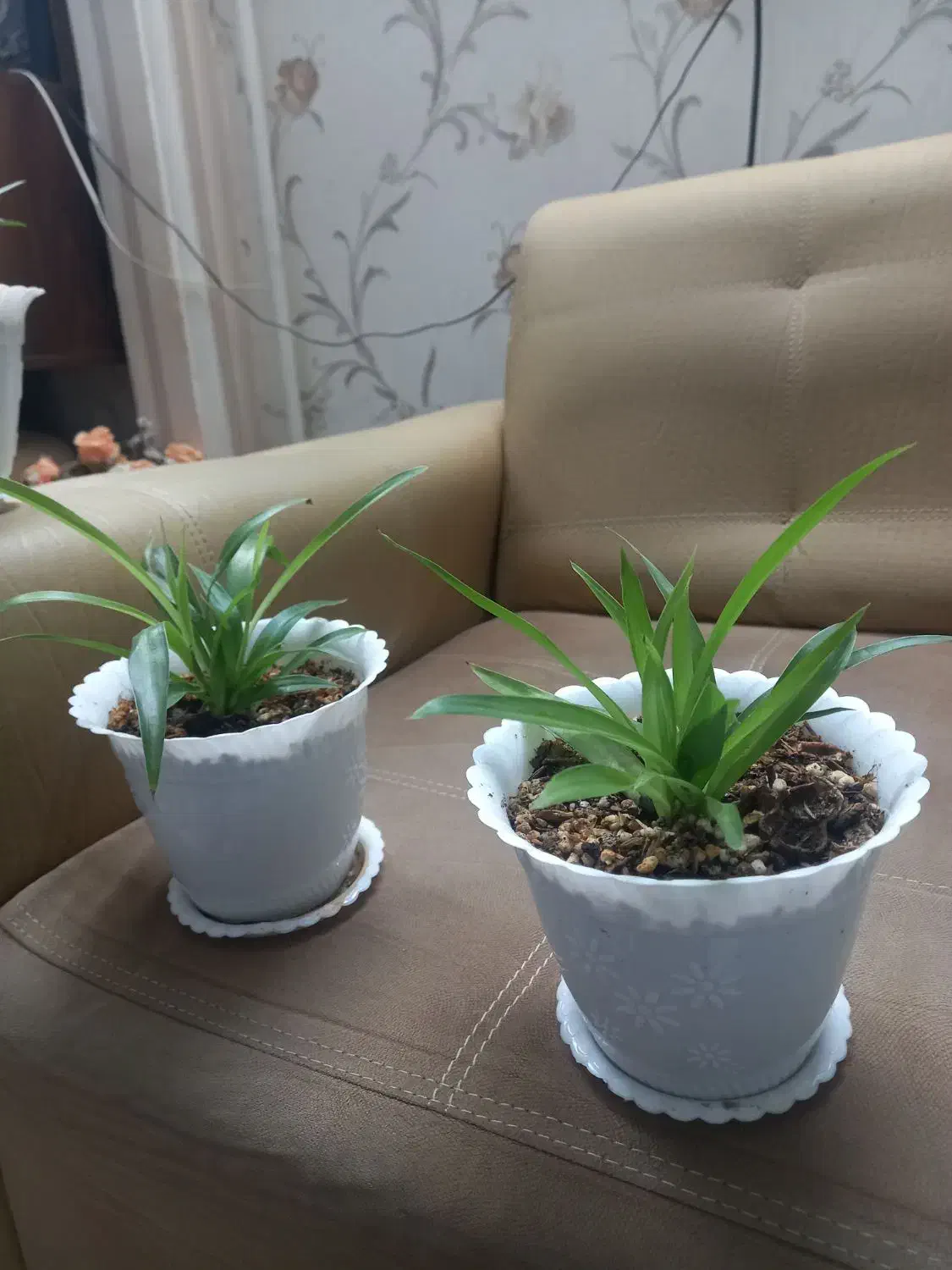 گل گندمی آپارتمانی زیبا و سر حال|گل و گیاه طبیعی|ملایر, |دیوار