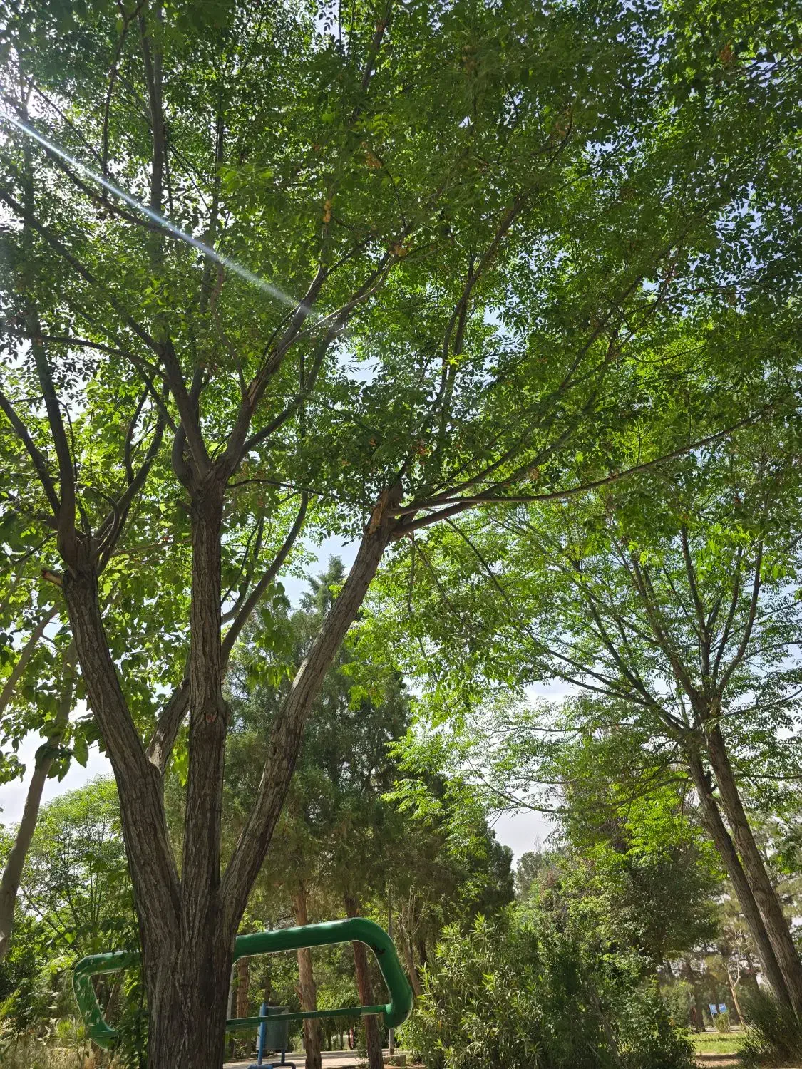 زمین گلخانه و باغ|فروش زمین و ملک کلنگی|چادگان, |دیوار