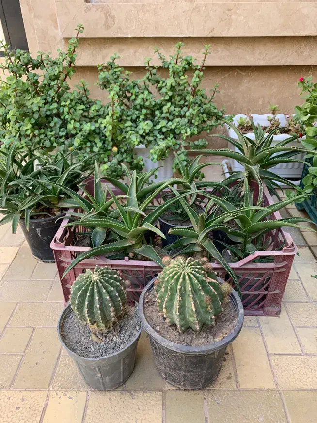 گل آپارتمانی|گل و گیاه طبیعی|تربتحیدریه, قائم|دیوار