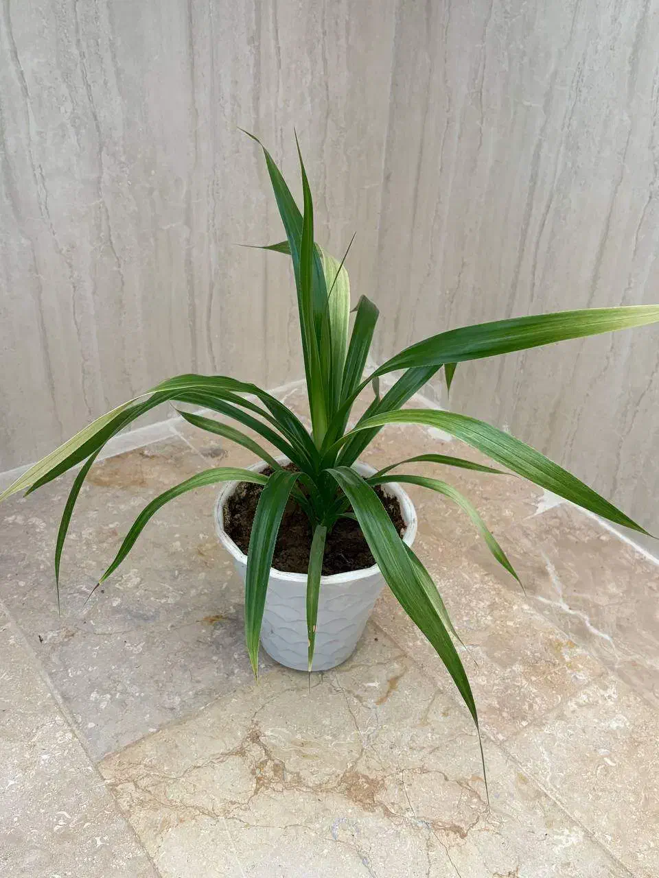 گل آناناسی|گل و گیاه طبیعی|تاکستان, |دیوار