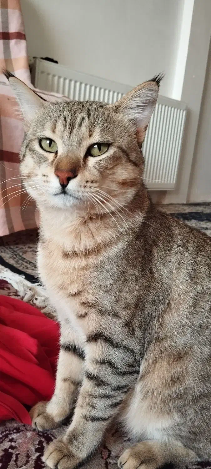 گمشده|حیوانات|تیران, |دیوار