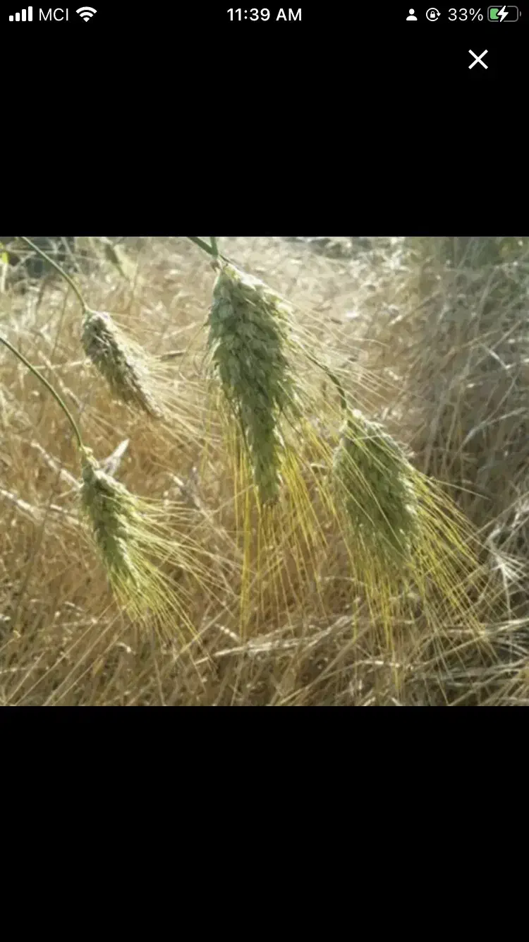 گندم ابی روسیه|خدمات باغبانی و درختکاری|گل تپه, |دیوار