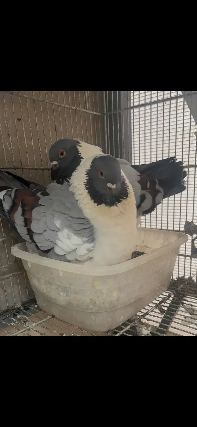 جفت کبوتر کینگ|پرنده|تهران, سردارجنگل|دیوار