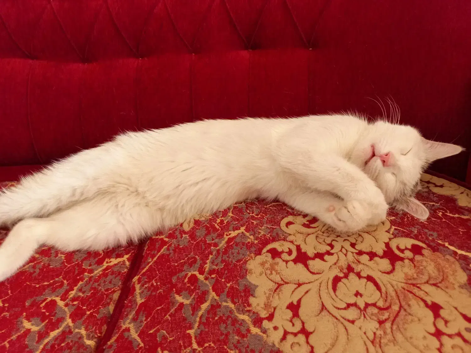 واگذاری گربه با وسایل|گربه|اصفهان, میرعماد|دیوار