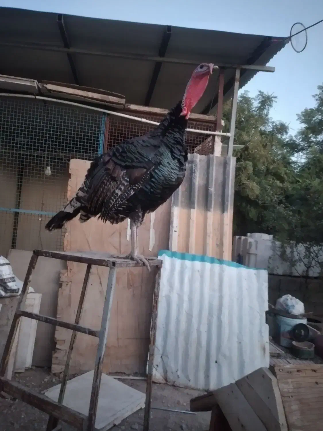 بوقلمون برنز انگلیسی|حیوانات مزرعه|تهران, شهران شمالی|دیوار