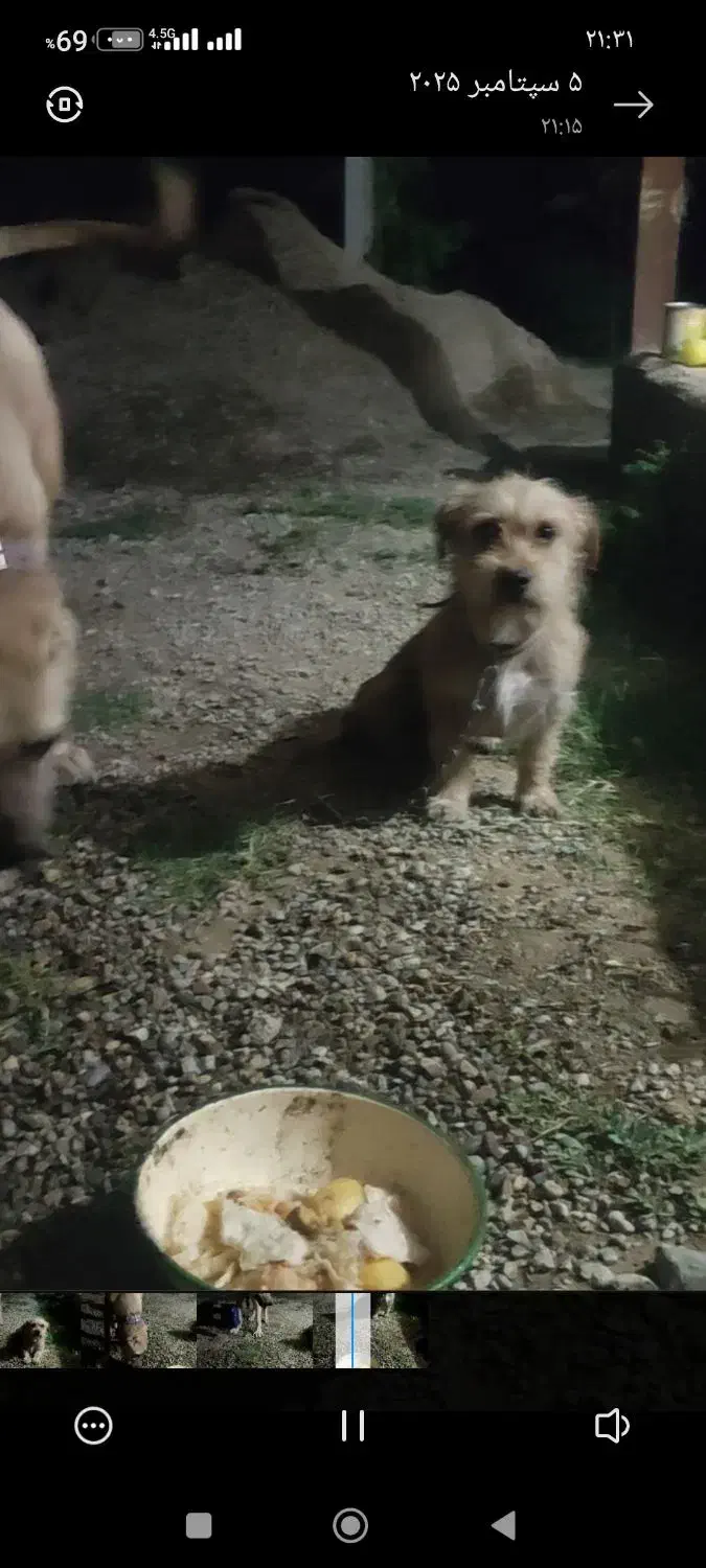 سگ پاکوتاه گمشده|حیوانات|ارومیه, |دیوار