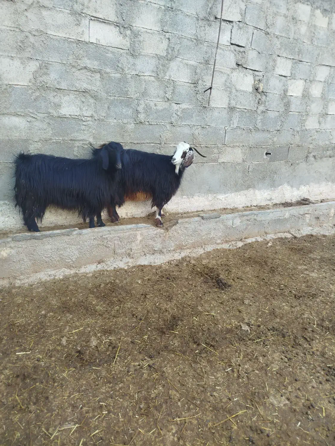 بز ابستن|حیوانات مزرعه|سرپل ذهاب, |دیوار