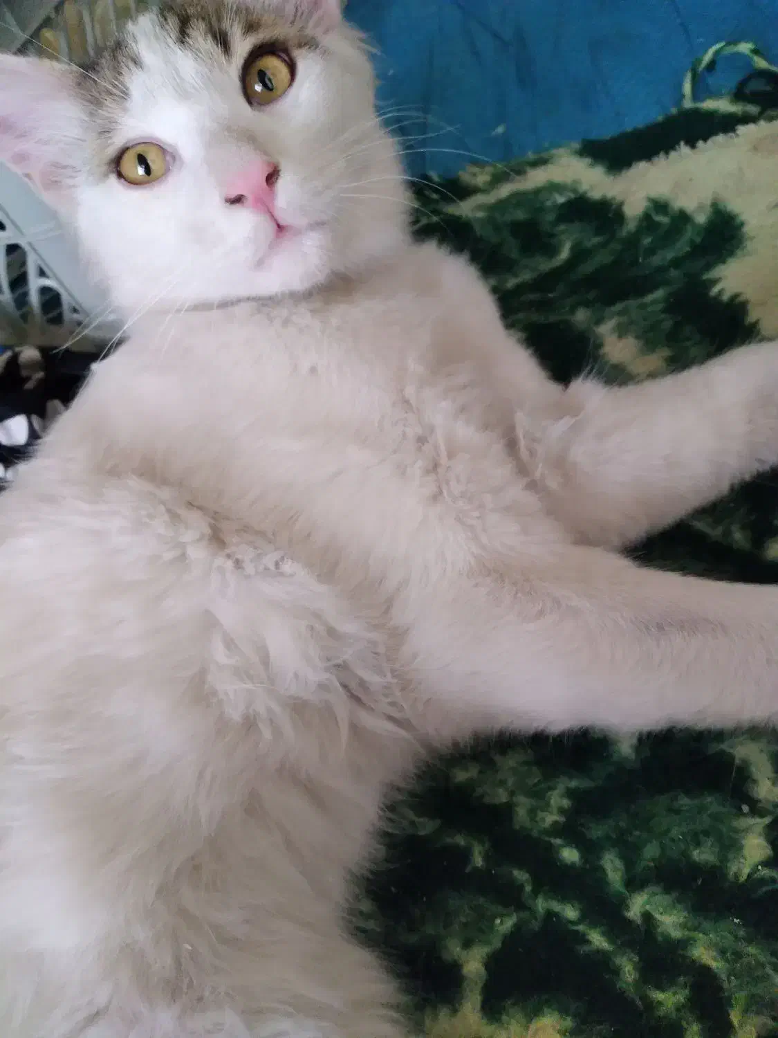 کربه|گربه|کرمانشاه, |دیوار