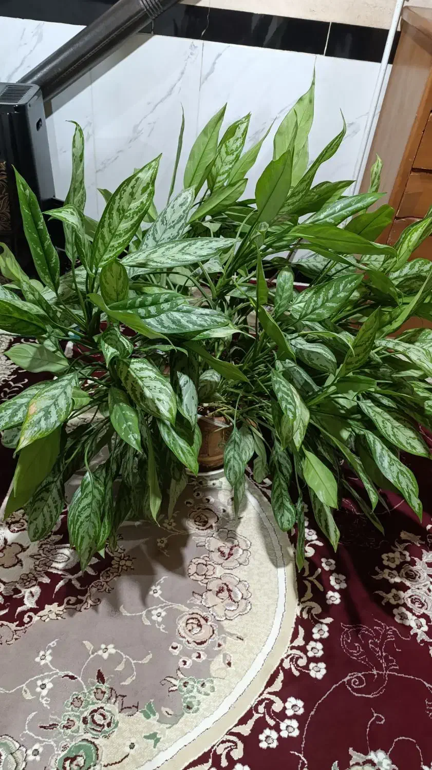 گل طبیعی|گل و گیاه طبیعی|بیستون, |دیوار