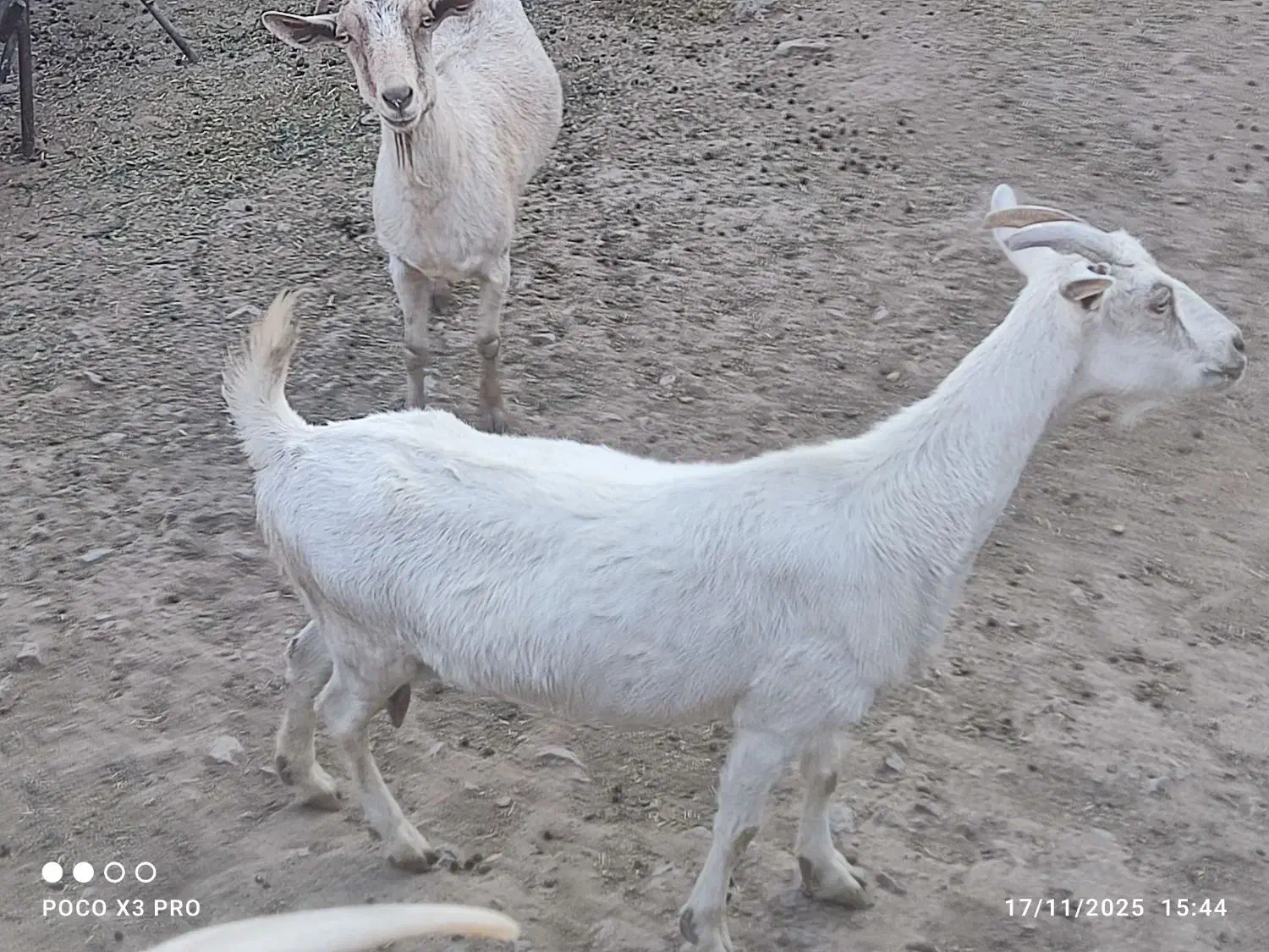 دام|حیوانات مزرعه|امیرآباد, |دیوار